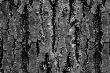 tree bark, wood texture, wood background