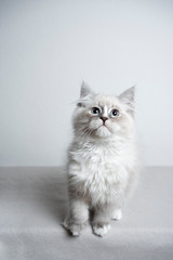 blue silver tabby point white ragdoll kitten looking up curiously in front of white background