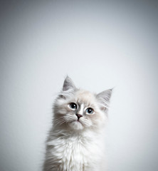 portrait of a cute blue silver tabby point white ragdoll kitten looking at camera tilting head in...