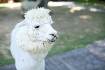 White alpaca have fur around neck look something in the zoo