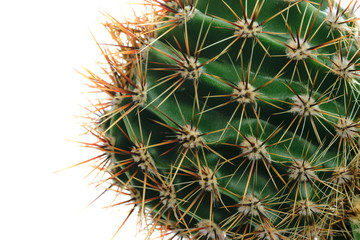 Macro shot of cactus thorns on a white background