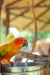 love bird parrot have orange face perched on stainless bowl