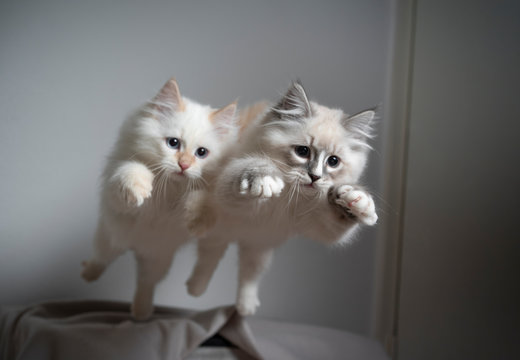 two cute playful ragdoll kittens jumping simultaneously flying in the air playing