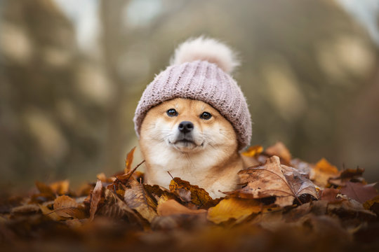 chien shiba inu avec un bonnet sur la tete dans un tas de feuilles