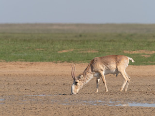 saiga