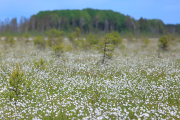 landscape tundra / summer landscape in the north tundra, moss, ecosystem