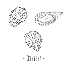 Fototapeta premium Hand-drawn isolated oyster. Vector cartoon illustration. 