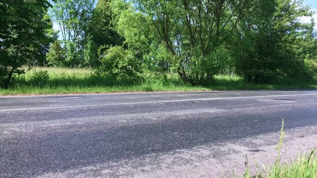 The fox's corpse is lying by road with traffic. Dead fox beside road.