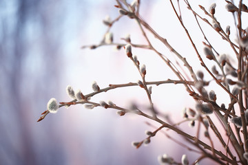 pussy-willow willow / branches bloom, spring concept, Easter holiday, background