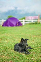 Black dog wake up a new day have a tent purple and view background
