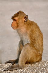 Close up view of the side profle of a young rheses monkey