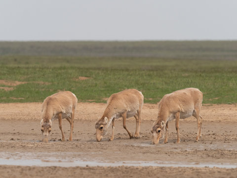 saiga