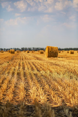 Fototapeta premium Haystacks harvested on a field in late summer
