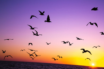 Birds flying away at sunset. Cif Beach Redondo California USA