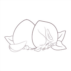  sketch vector. coloring. persimmon.organic food.diet products. vegetarianism and raw food diet