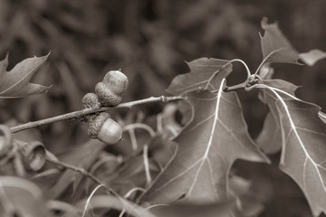 Acorns and leaves on a branch, oak leaves and acorns on the branch, Black and white Photo