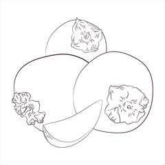  sketch vector. coloring. persimmon.organic food.diet products. vegetarianism and raw food diet