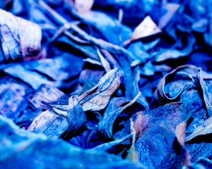 Classic shades of blue