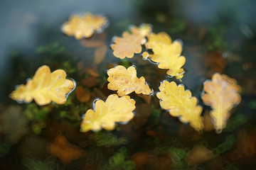 Abstract blurred background of an autumn park / beautiful landscape with highlights and bokeh on a sunny day in a yellow autumn city park