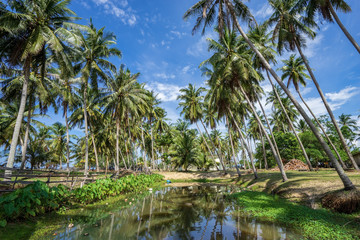 Fototapeta na wymiar palm trees and pond