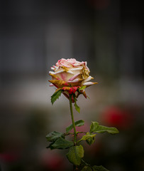 red rose on black background