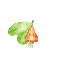 Watercolor cashew fruit with leaves