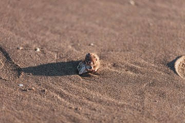 Shell on sandy beach