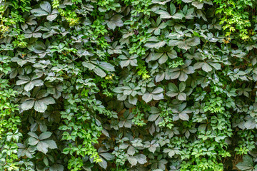 background of green plants growing on the wall