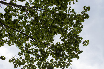 Green leaves on a cloudy sky.