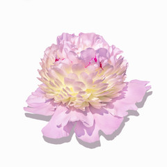 Trendy beautiful pale pink peony with a yellow center