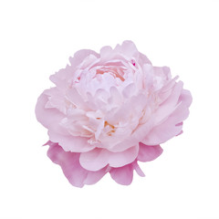 Single pink peony flower on white.