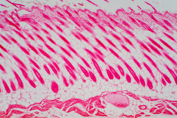 Cross section human skin head under microscope view for education pathology.