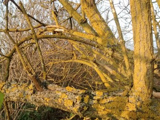 tree covered yellow moss on the sunshine 