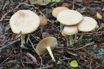Gymnopus peronatus, known as wood woolly-foot, wild mushroom from Finland