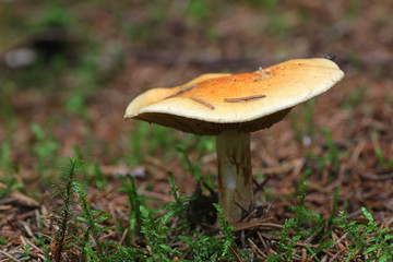 Cortinarius aureofulvus, a fungus of the subgenus Phlegmacium, webcap mushroom from Finland