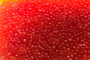 Background texture of red salmon caviar.