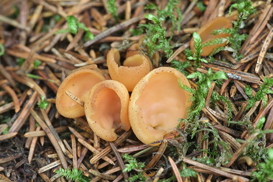 Otidea tuomikoskii, known as rabbit ear or split goblet fungus