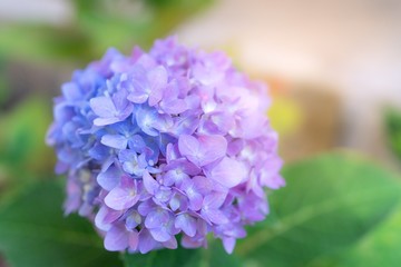 Close up blooming purple hydrangea  flower on blur green leaf background