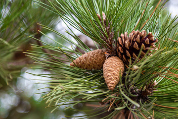 Pine Cones 3