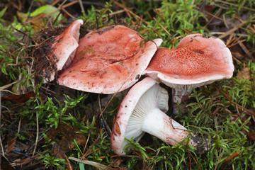 Hygrophorus erubescens, known as the blotched woodwax or pink waxcap, wild mushroom from Finland