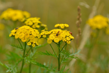 Gemeiner Rainfarn, Wurmkraut (Tanacetum vulgare)