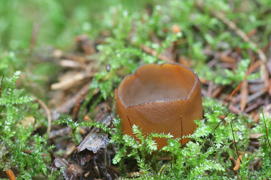 Humaria hemisphaerica, known as the hairy fairy cup, the brown-haired fairy cup or glazed cup, wild mushrooms from Finland