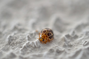 ladybird on flower