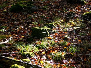 Autumn leaves in the forest.