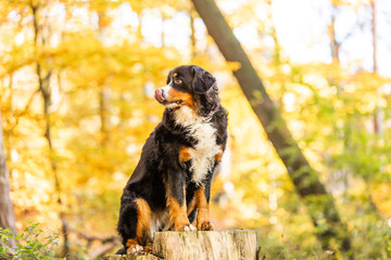 bernese mountain dog in autumn