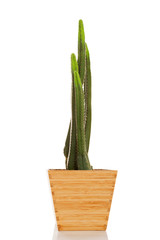 San Pedro cactus.