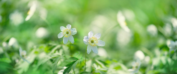Beautiful white flowers (anemones) in spring forest close up. anemones in nature background. Spring...