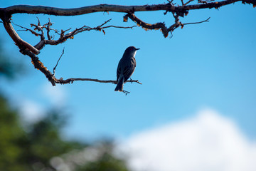 Little bird alighted on a branch in El Chalten, Patagonia, Argentina