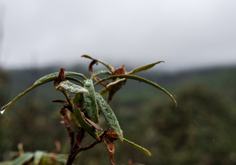Agua de lluvia sobre planta silvestre de bosque mediterraneo en un dia de niebla