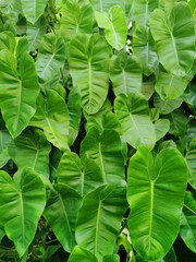 Fototapeta premium leaf vegetal wall